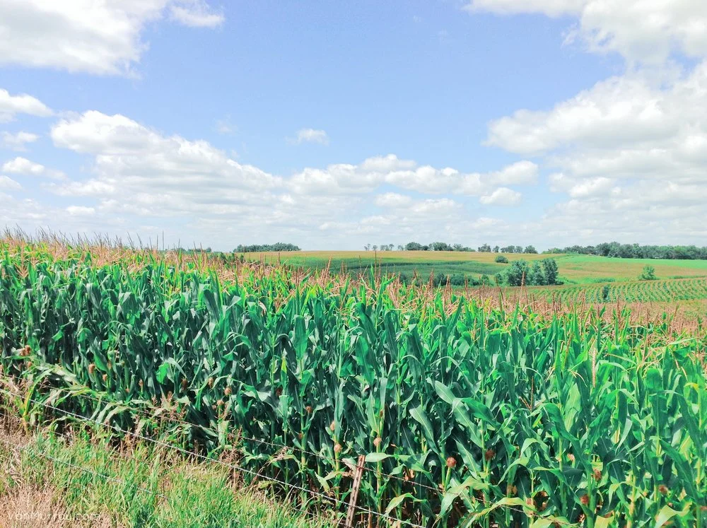 Iowa cornfields