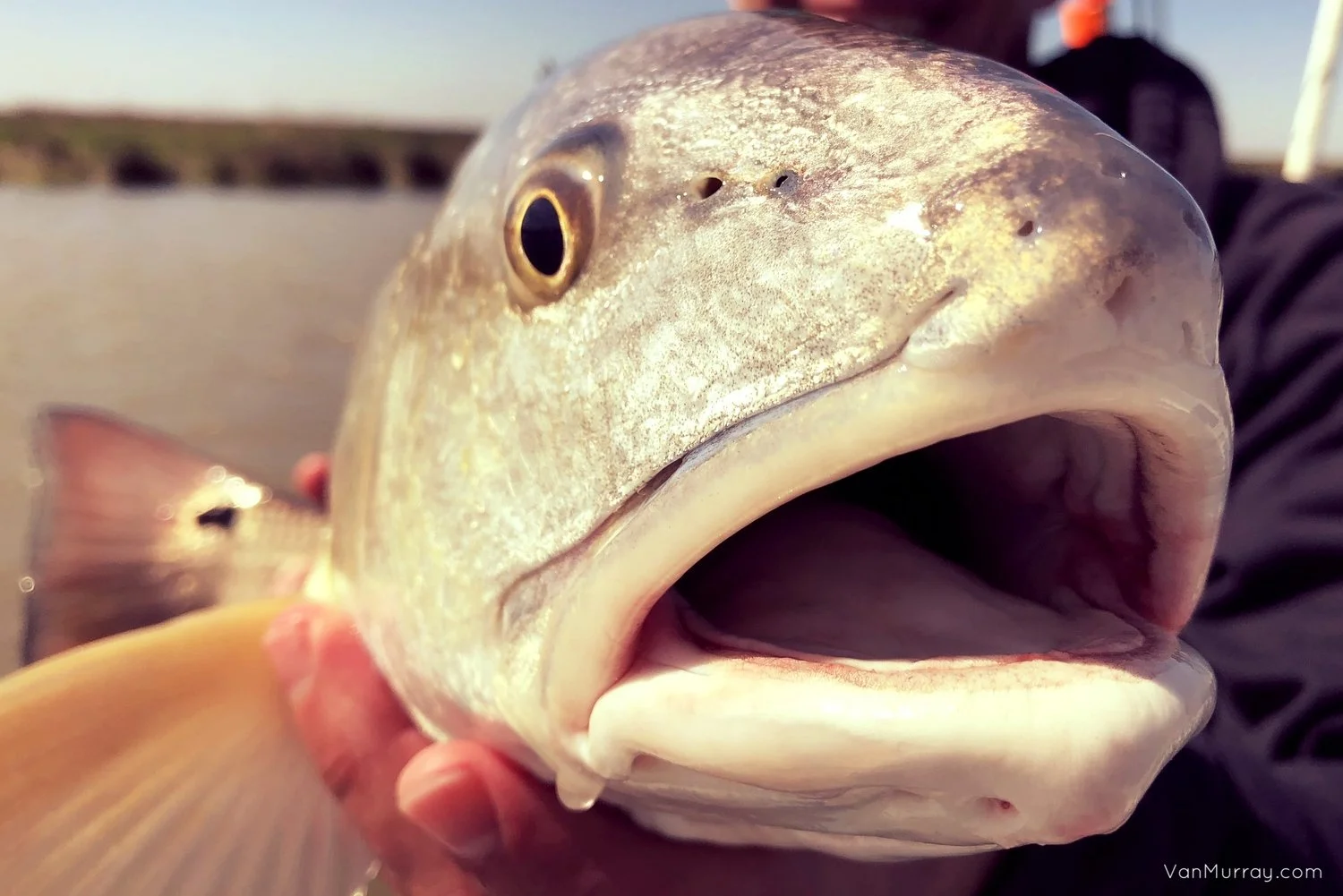 Redfish